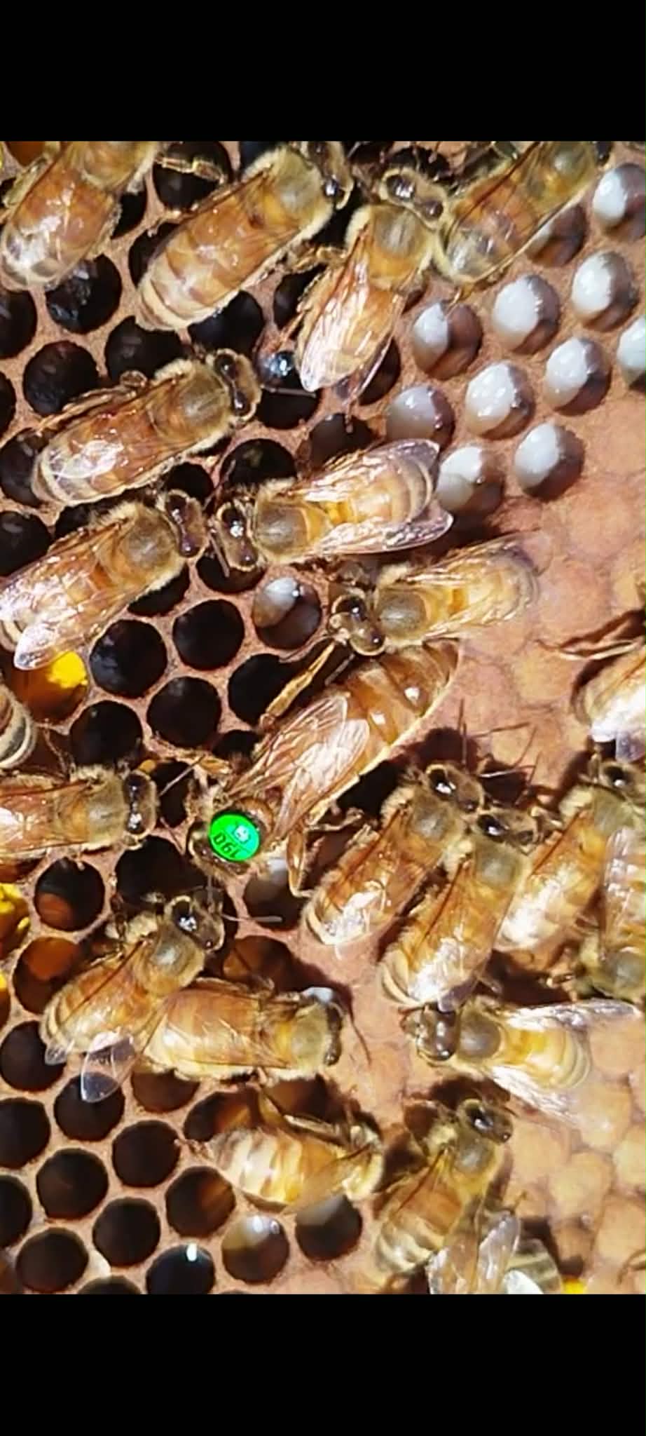 Avelsdrottning - Bild 3