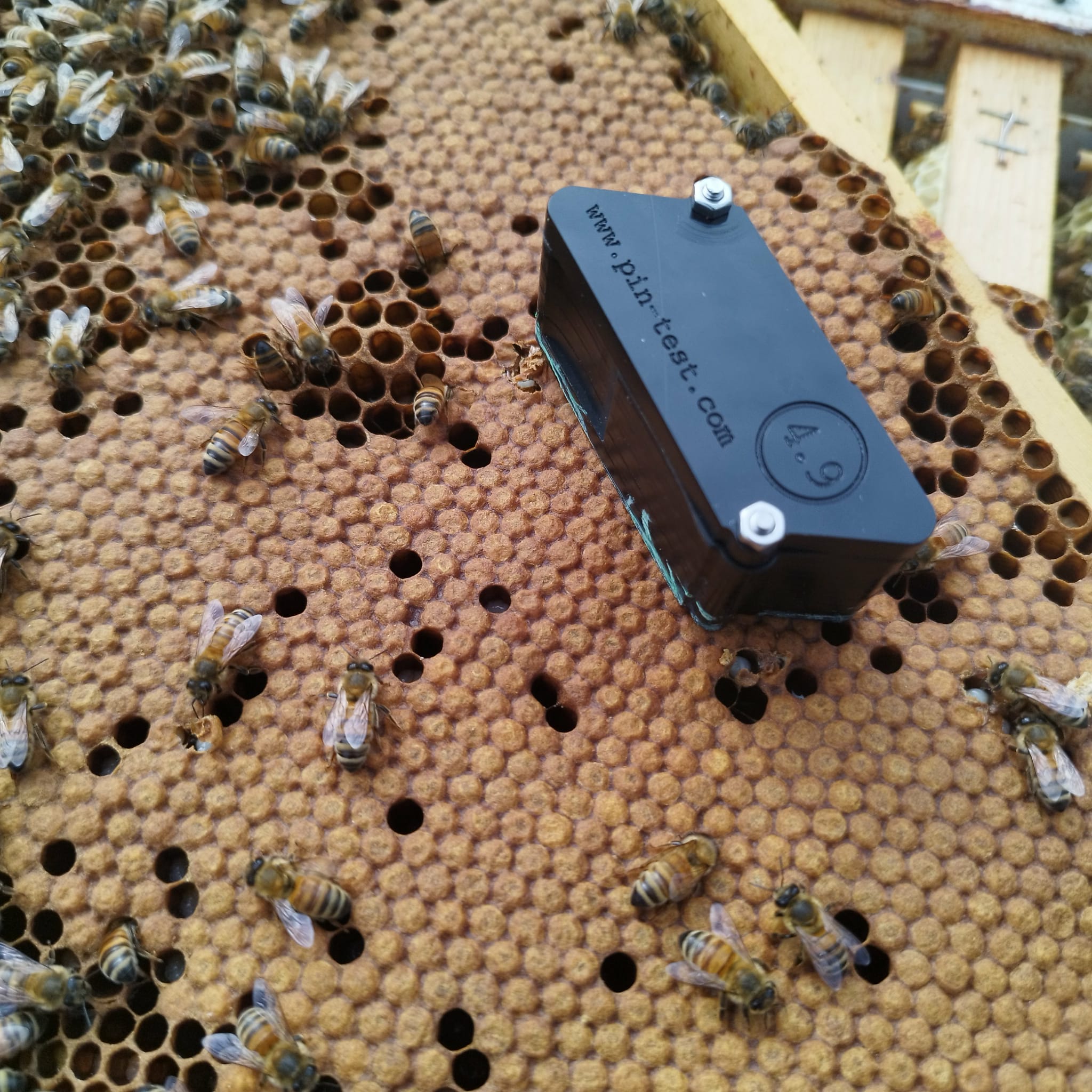 Avelsdrottning - Bild 6